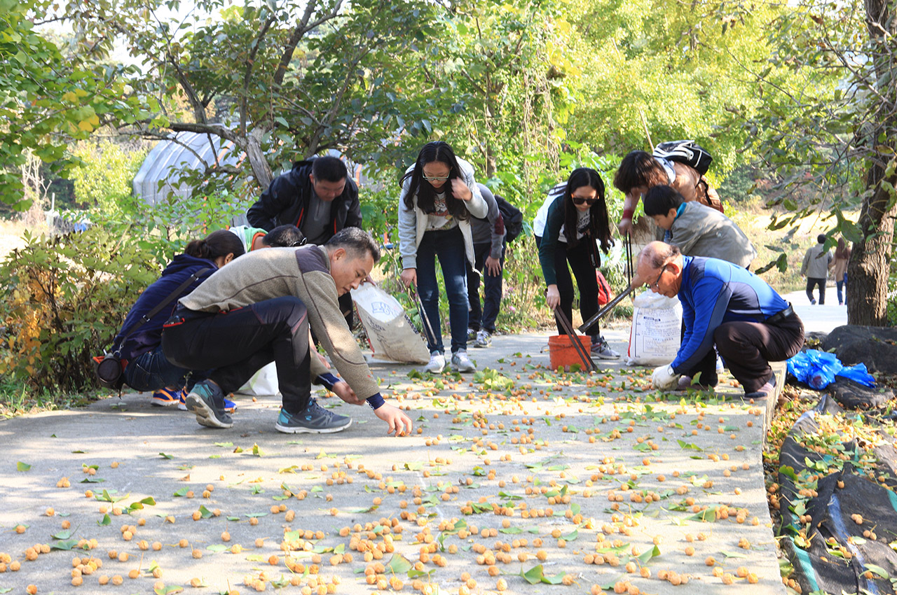 은행마을축제 사진